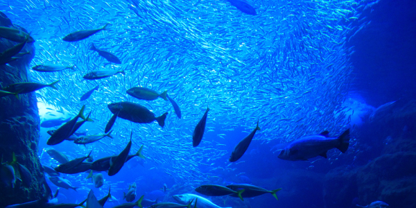 新江ノ島水族館